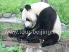 Beijing 5 Day Vacation Package for Couples with Kids