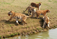 重慶動物園