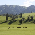 A paradise for cattle