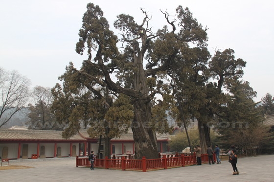 An old cypress planted by Huangdi, the Yellow Emperor.