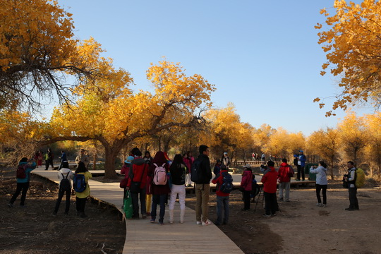 Autumn Leaves Ejina Qi (Banner), Inner Mongolia