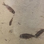Fish Fossil
