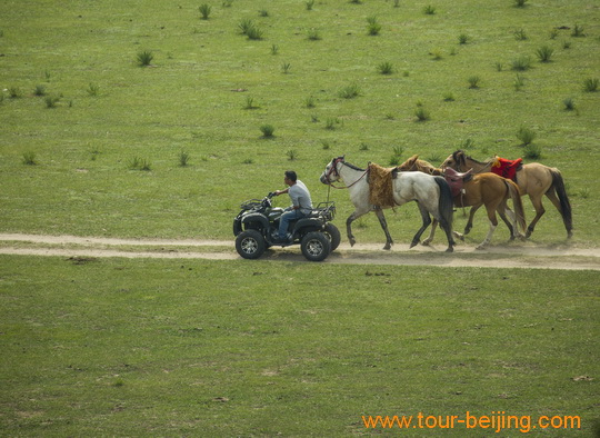 Walking Horses