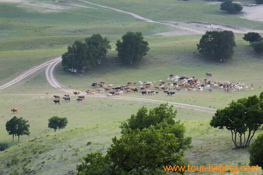 Returning Oxen