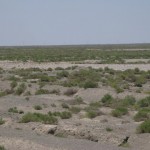 Gobi
