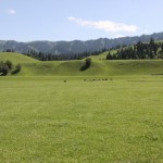 Meadow and River bed grassland