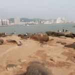 People are playing on the rocks and beaches with the cityscape as the backdrop.