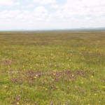 Ruoergai Grassland, a field of wildflowers
