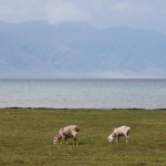 Sayram Lake (8)
