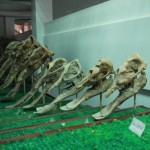 Shovel elephant fossils