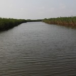 Take a boat passing through reed marshes Viewing Zone