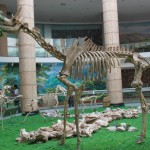 The ancient giraffe fossils