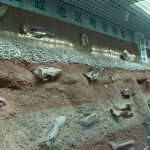 The hyaena fossils