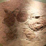 Turtle Fossil