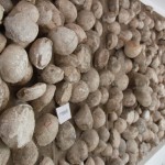 Turtle fossils
