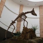 Unique Hezheng’s sheep fossils