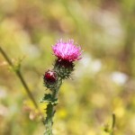 Wildflower 14