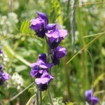 Wildflower 16