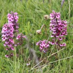 Wildflower 4