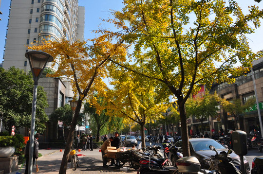  Ginkgo trees at Dalu Road in Shanghai