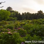 The Peony Garden Jingshan Park