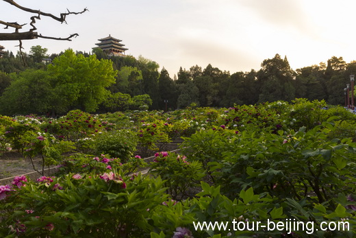 How to visit Jingshan Park The Peony Garden Jingshan Park