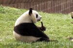 Chengdu Panda Base