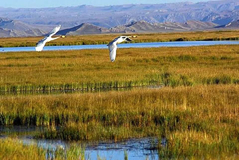 Bayanbulak Grassland (Bayinbuluke) Travel Guild