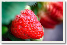 Strawberries Picking and Badaling Great Wall Tour