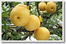 Pears Picking and Visit Marco Polo Bridge Tour