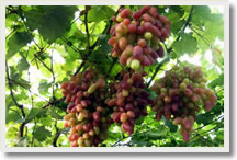 Grapes Picking and Hike Mutianyu Great Wall Tour