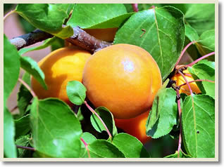 Apricots Picking and Hike Jinshanling Great Wall Tour