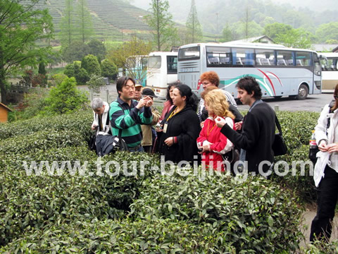 Hangzhou Longjing Tea Plantation