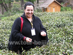 Longjing Tea Plantation