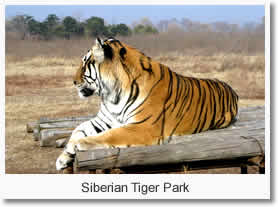 Siberian Tiger Park