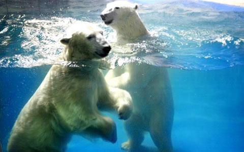 Harbin Polar Land