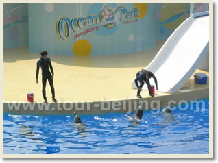 Ocean Park Half Day Tour