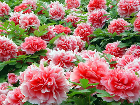 Luoyang National Peony Garden