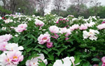 Luoyang National Peony Garden