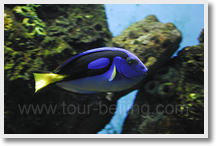 Dalian Laohutan Ocean Park