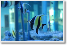 Shengya Ocean World in Dalian
