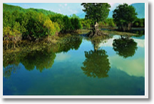 Mangrove Forest