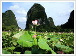 Shili Scenery Yangshuo