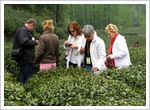 Hangzhou Tea Plantation