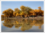 Euphrates Poplar Forests at Ejina Banner