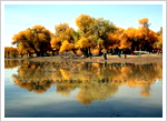 Euphrates Poplar Forests at Ejina