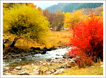 See Autumn Leaves in Qinghai