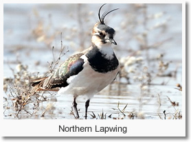 Beijing Bird Watching Day Tour