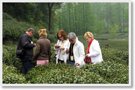 Hangzhou Longjing Tea Plantation