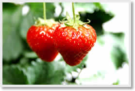 Beijing Winter Strawberries Picking